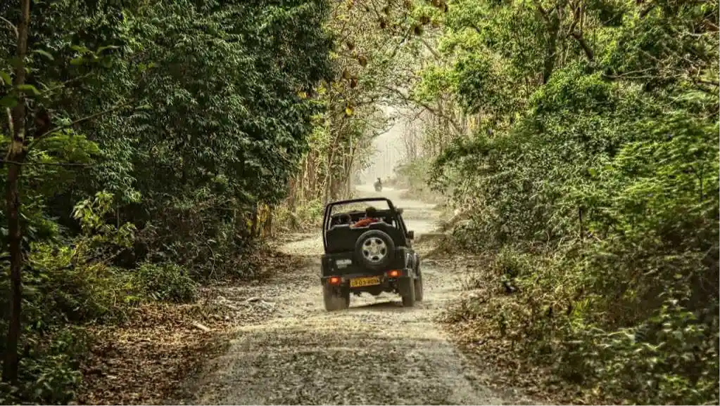 Jungle Safari